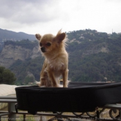 Photo de Chihuahua  poil long