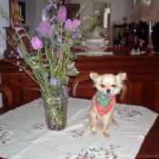 Photo de Chihuahua  poil long