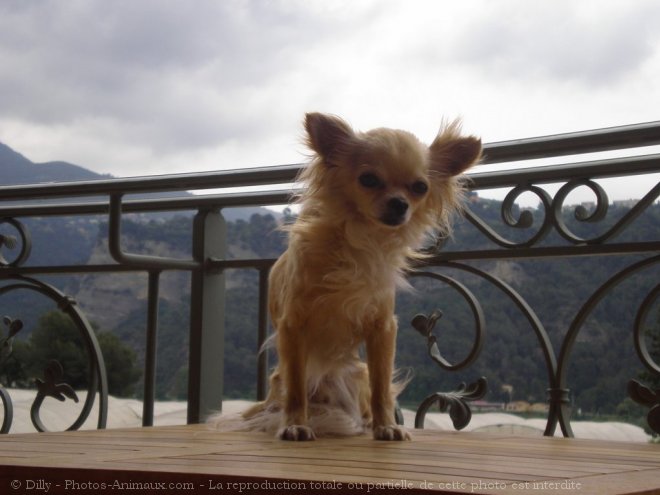 Photo de Chihuahua  poil long