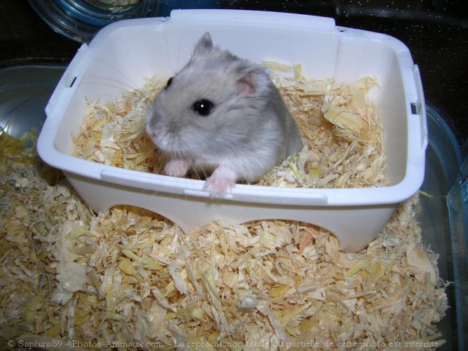 Photo de Hamster