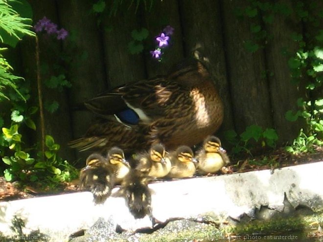 Photo de Canard colvert