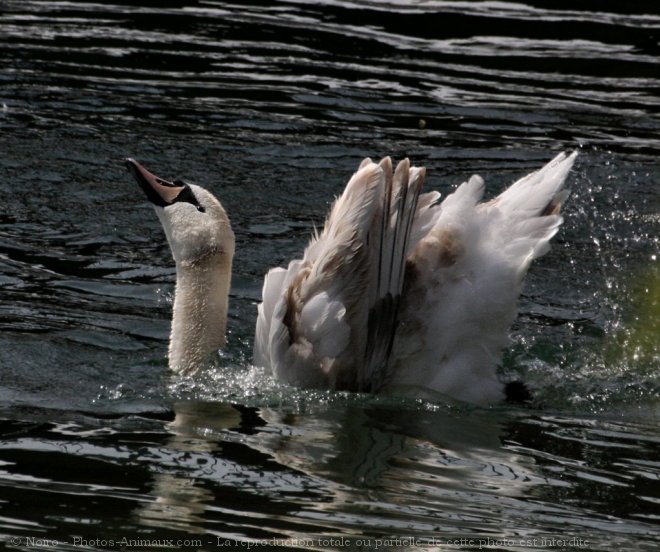 Photo de Cygne