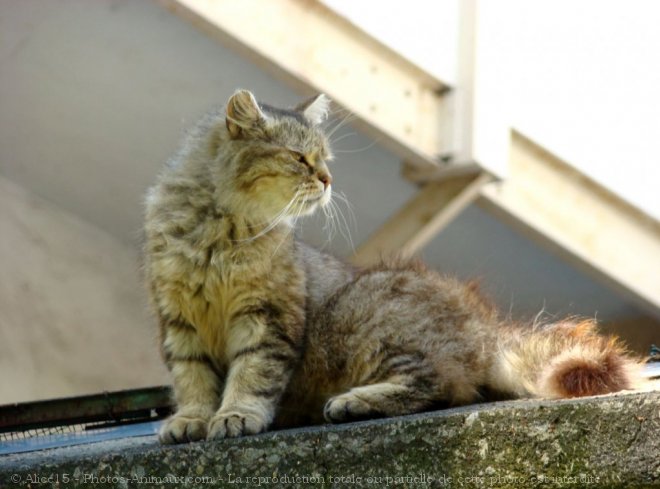 Photo de Chat domestique