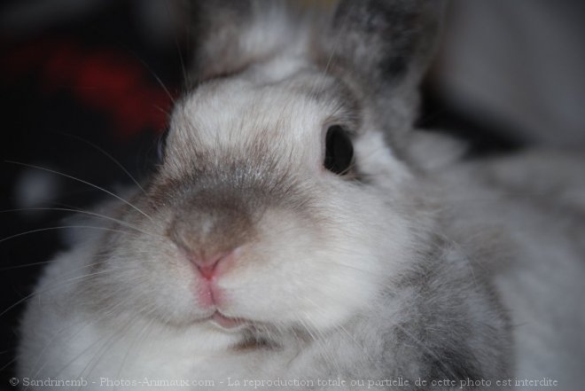 Photo de Lapin