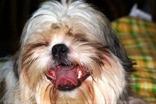 Photo de Shih tzu