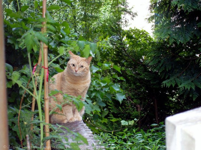 Photo de Chat domestique