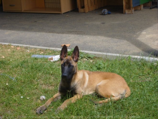 Photo de Berger belge malinois