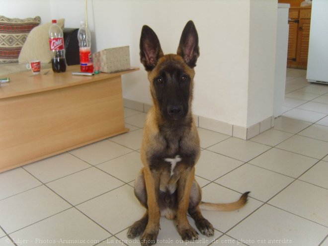 Photo de Berger belge malinois