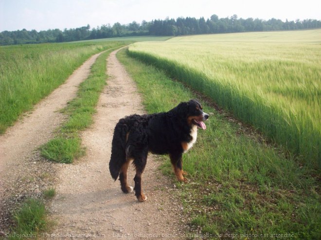 Photo de Bouvier bernois