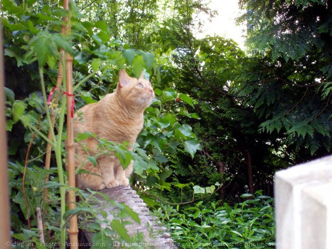 Photo de Chat domestique