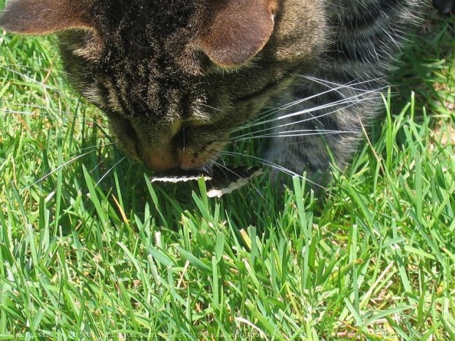 Photo de Chat domestique