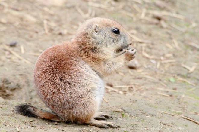 Photo de Chien de prairie