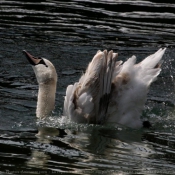 Photo de Cygne