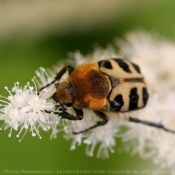 Photo de Trichie fascie