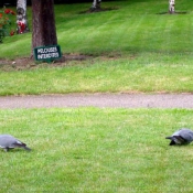 Photo de Races diffrentes