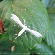 Photo de Papillon