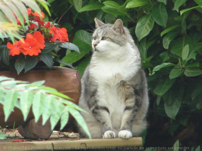 Photo de Chat domestique