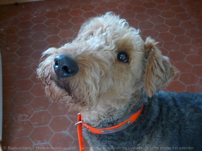 Photo d'Airedale terrier