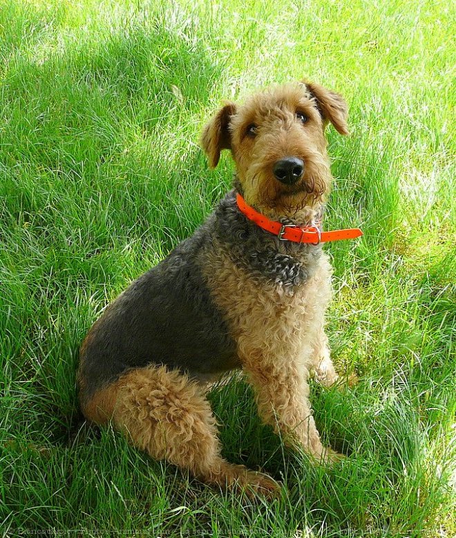 Photo d'Airedale terrier