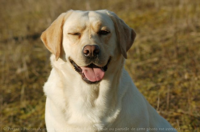 Photo de Labrador retriever