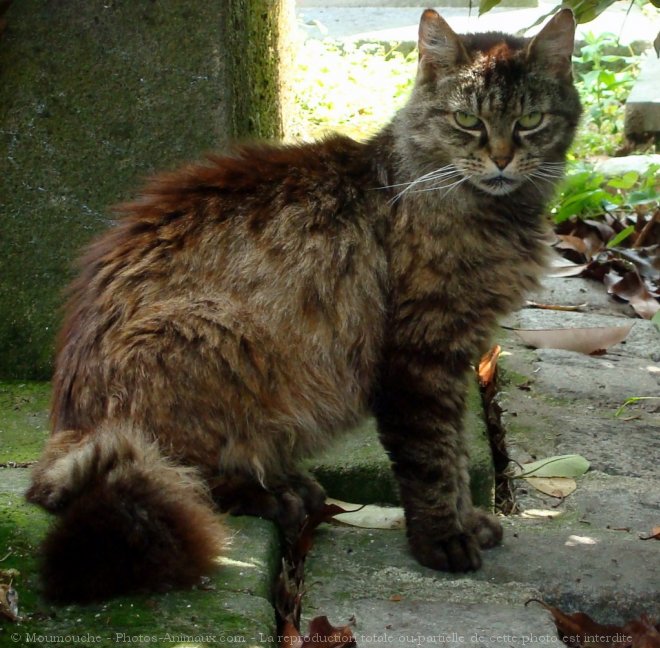 Photo de Chat domestique