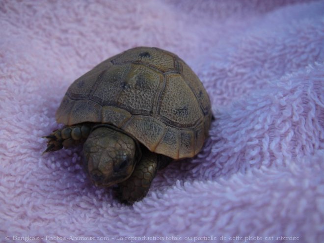 Photo de Tortue