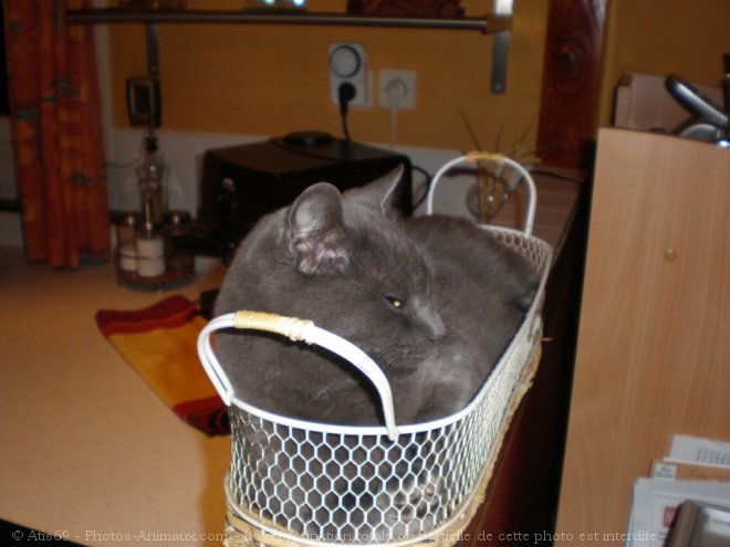 Photo de Chartreux