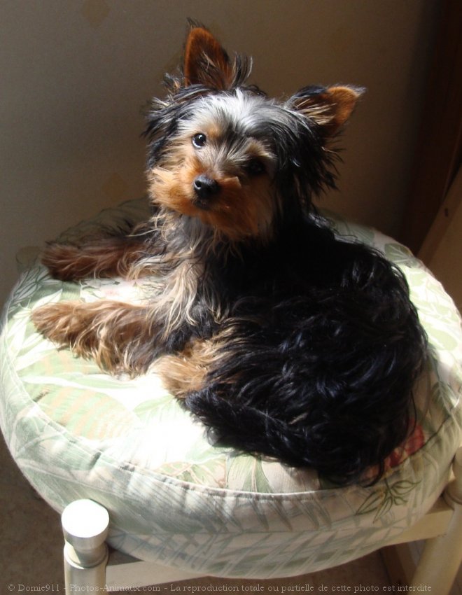 Photo de Yorkshire terrier