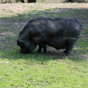 Photo de Cochon