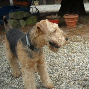 Photo d'Airedale terrier