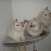 Photo de Ragdoll