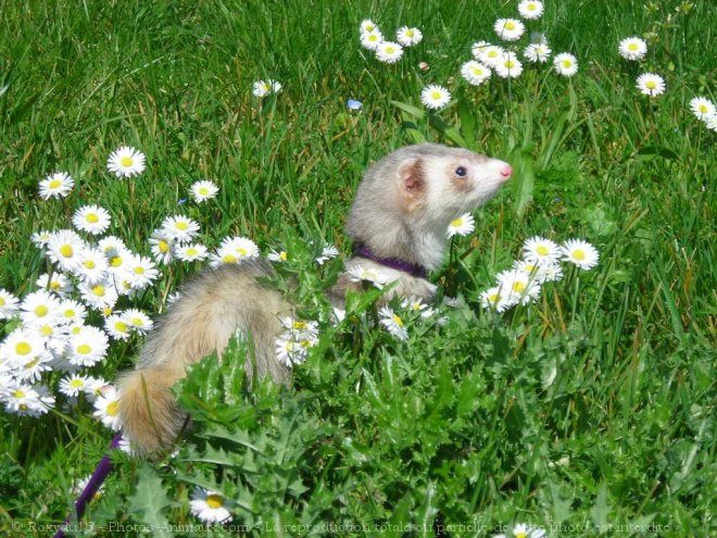 Photo de Furet