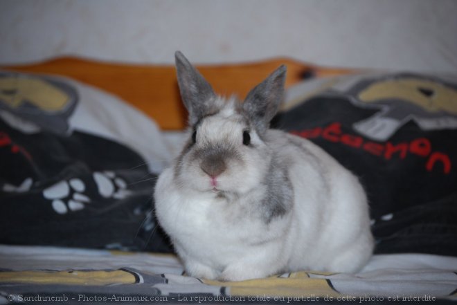 Photo de Lapin