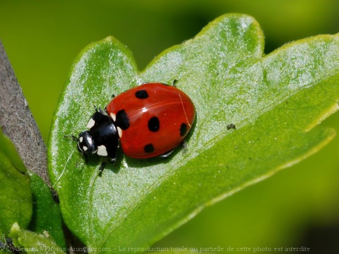 Photo de Coccinelle