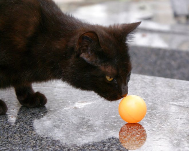 Photo de Chat domestique