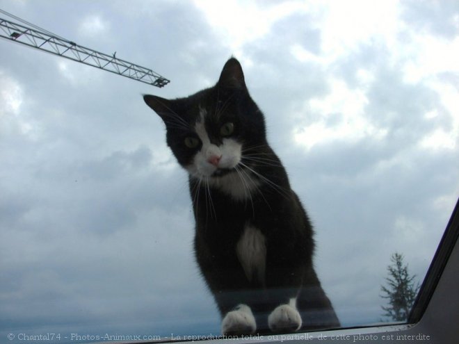 Photo de Chat domestique