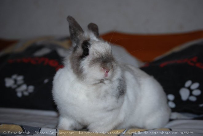 Photo de Lapin