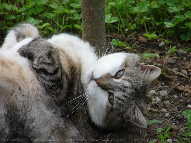 Photo de Chat domestique