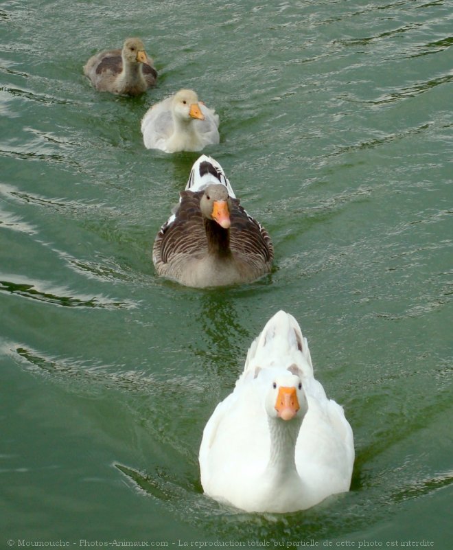 Photo de Races diffrentes