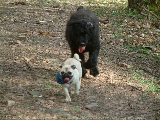 Photo de Races diffrentes