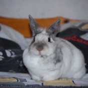 Photo de Lapin