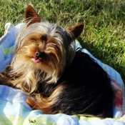 Photo de Yorkshire terrier