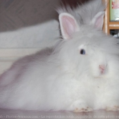 Photo de Lapin