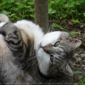 Photo de Chat domestique