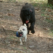 Photo de Races diffrentes