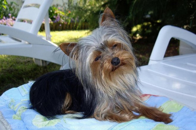 Photo de Yorkshire terrier