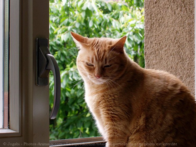 Photo de Chat domestique