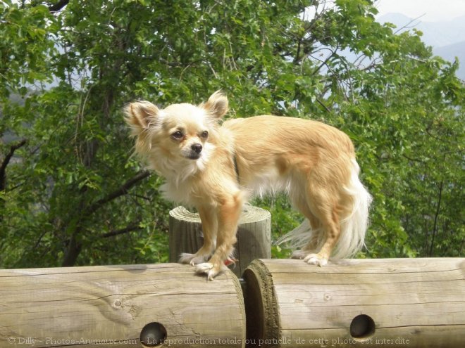 Photo de Chihuahua  poil long