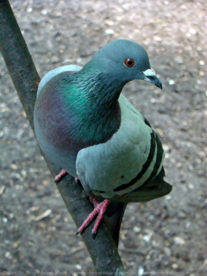 Photo de Pigeon