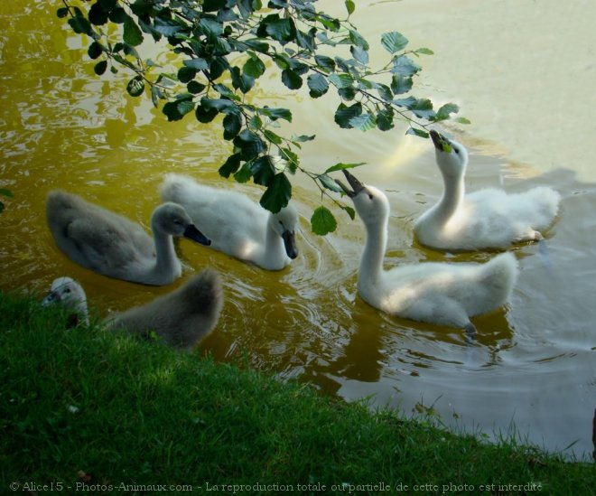 Photo de Cygne